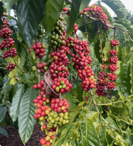 Fine Robusta